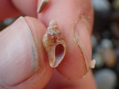 Ocinebrina
