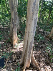 Myrcianthes fragrans