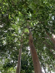 Myrcianthes fragrans
