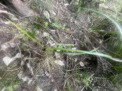 Dianella nigra
