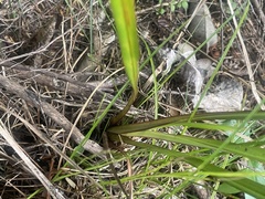 Dianella nigra