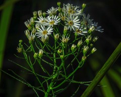 Olearia glandulosa