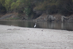 Ardea alba