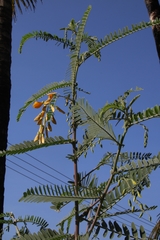Sesbania grandiflora
