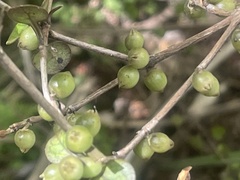 Coprosma spathulata