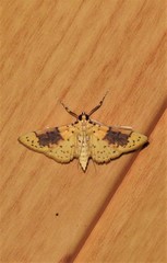 Conogethes semifascialis