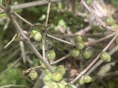 Coprosma spathulata