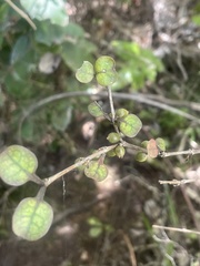 Coprosma spathulata