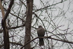 Streptopelia decaocto