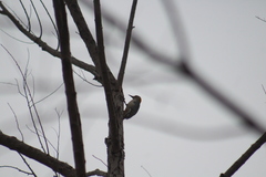 Melanerpes aurifrons