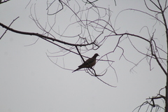 Streptopelia decaocto