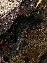 Istiblennius zebra