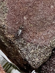 Grapsus tenuicrustatus