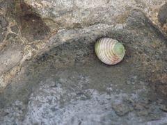 Nerita plicata