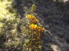 Pultenaea hartmannii