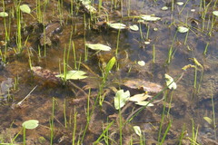 Potamogeton tricarinatus
