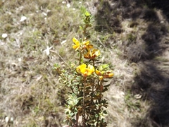 Pultenaea hartmannii