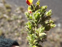 Pultenaea hartmannii