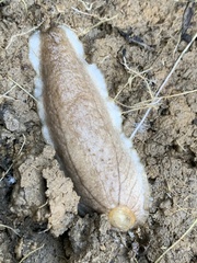 Testacella haliotidea