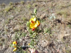 Pultenaea hartmannii