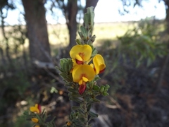 Pultenaea hartmannii