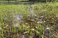 Potamogeton tricarinatus