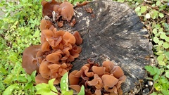 Auricularia auricula-judae
