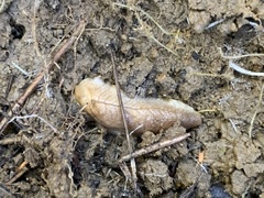 Testacella haliotidea