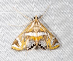 Margarosticha euprepialis