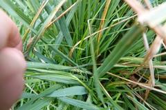 Poa foliosa
