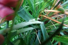 Poa foliosa