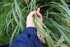 Poa foliosa