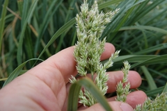 Poa foliosa