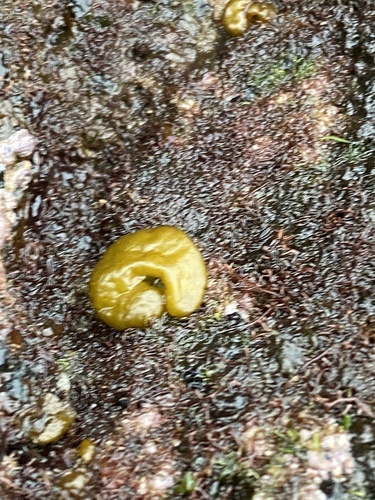 Colpomenia observed 2021-12-31