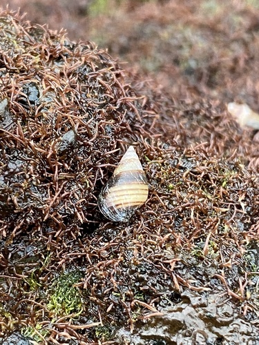 Hinea zonata observed 2021-12-31
