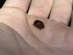 Odonteus
