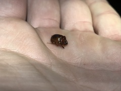 Odonteus