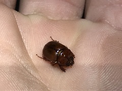 Odonteus