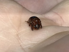 Odonteus
