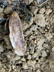 Testacella haliotidea