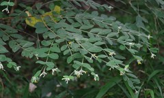 Englerodaphne ovalifolia