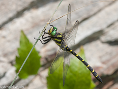 Cordulegaster bidentata