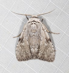 Barasa cymatistis