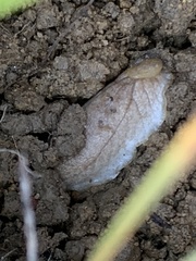 Testacella haliotidea