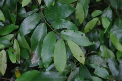 Monanthotaxis caffra