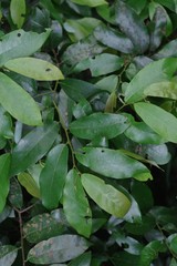 Monanthotaxis caffra