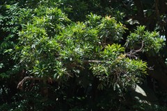 Protorhus longifolia