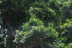 Protorhus longifolia