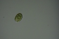 Chlamydomonadales