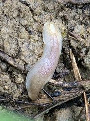 Testacella haliotidea